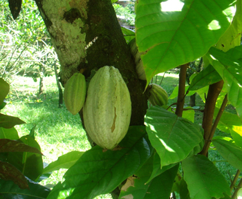 20110203_cacao.jpg