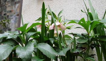 20110302_XmasRose.jpg