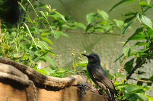 20120520_Bird.jpg