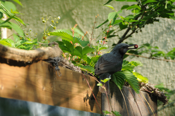 20120520_Bird2.jpg